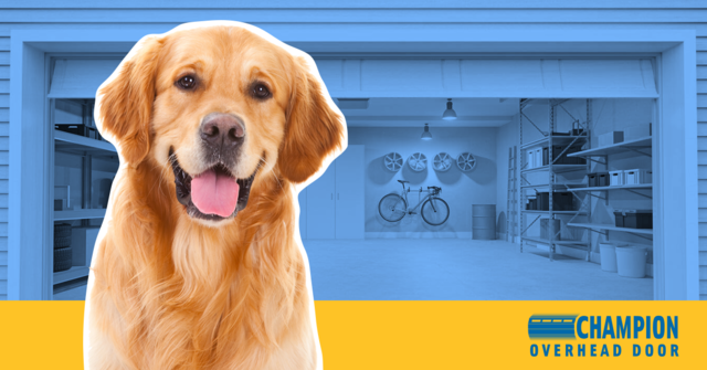 Creating a Dog-Safe Space in Your Garage